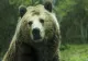 Băiat de 17 ani atacat de urs, la Breaza. Avertizare prin RO-ALERT
