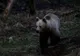Bărbat de 55 de ani atacat azi noapte de un urs