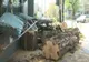 Copac prăbușit în Sectorul 1. Tragedie evitată la limită