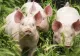 FOCARE DE PESTĂ PORCINĂ AFRICANĂ ÎN JUDEȚUL BUZĂU: 29 DE PORCI SACRIFICAȚI