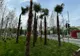 Scandalul PALMIERILOR: un primar a decis plantarea lor, altul scoaterea lor. Arborii exotici au rezistat doar 3 zile, la Unirii
