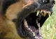 O femeie și fiica ei de 9 ani au fost atacate de un câine, într-un parc din Sectorul 2. Ambele au ajuns la spital
