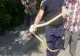 Invazie de ȘERPI în mai multe zone din țară! Alertă maximă - VIDEO