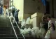  S-a reluat numărătoarea voturilor în sectorul 1 al Capitalei