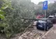 ZECI DE COPACI DOBORÂȚI DE FURTUNĂ ÎN BUCUREȘTI