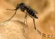 INSP: 42 de cazuri cu virusul West Nile, confirmate în București în 2026! Cele mai multe din țară