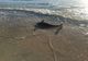 Imagini dramatice în Constanța. Delfin mort pe plajă de 3 zile